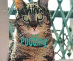 pudding5