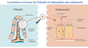 Villosité et Entérocytes